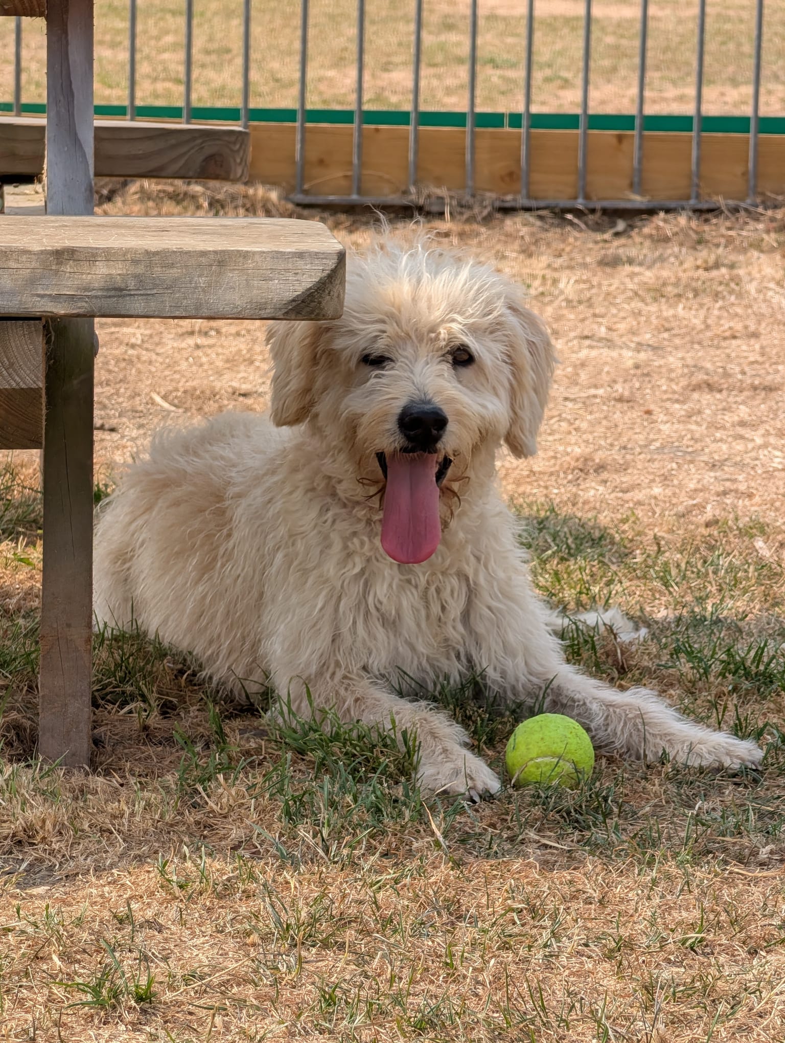 Gracie, Zsuzsanna Purnell's dog